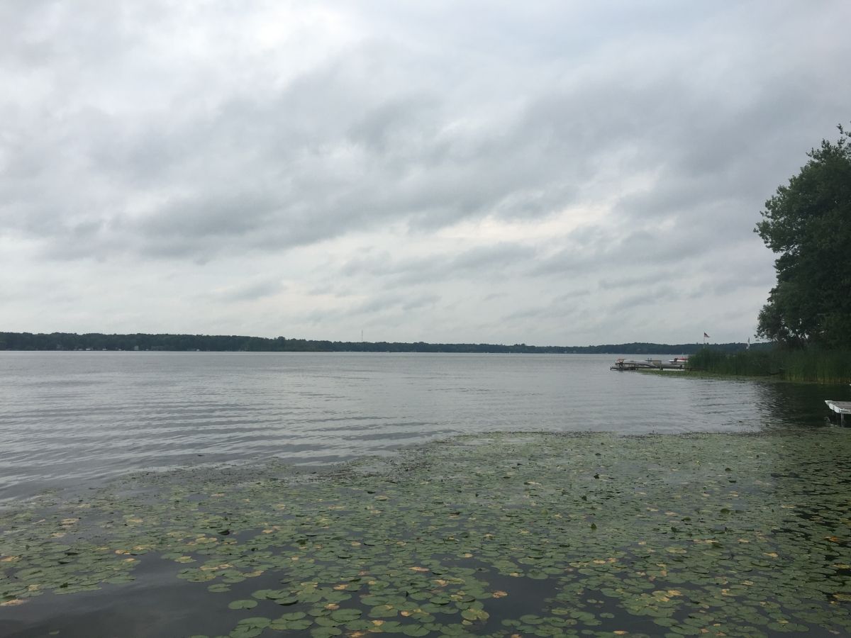 A body of water with lots of green plants in the middle.