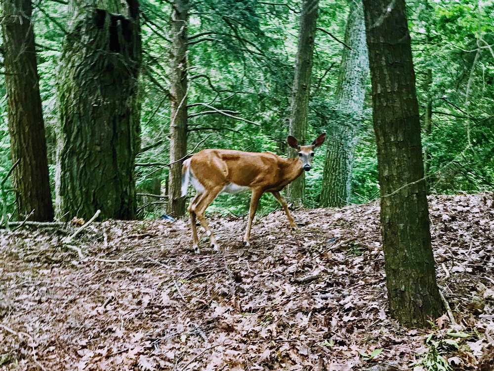 A deer is standing in the woods near trees.