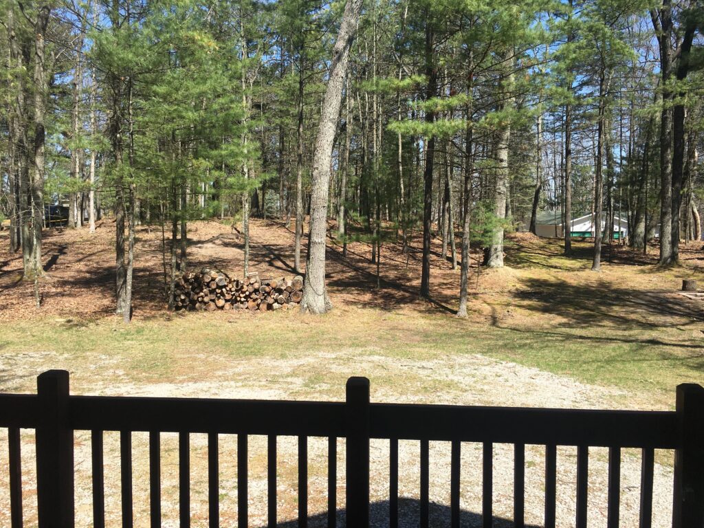 A view of some trees from the back deck.