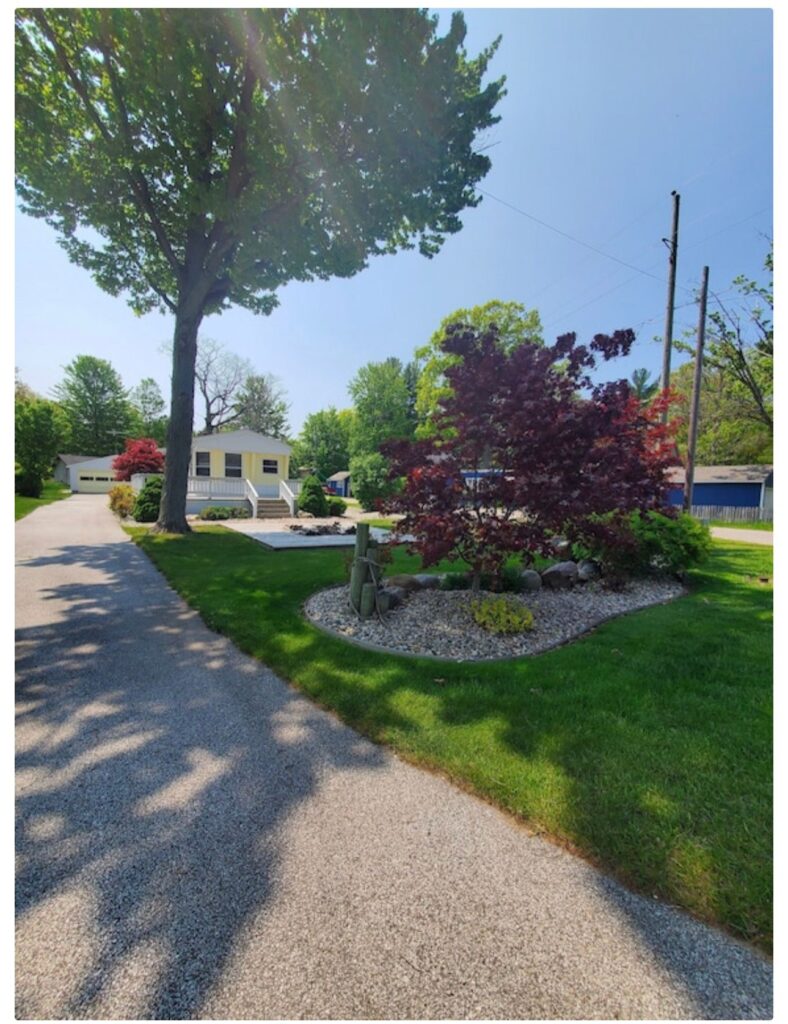 A street with a tree and bushes in the middle of it